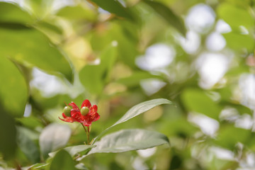 Red tropical flower with green fruit inside