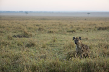 Hyaene auf Beutesuche