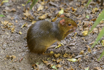Small rodent with fluffy brown fur eating sitting on the ground