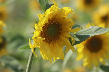 Fototapeta premium Sonnenblumen