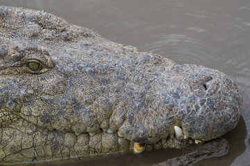 Krokodil ruht sich aus