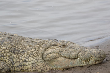 Krokodil ruht sich aus