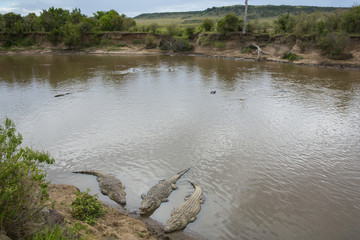 Krokodile am Fluss