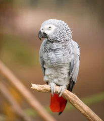 Poster african grey parrot sitting on tree branch © tutye