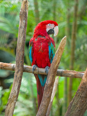 Red blue parrot sitting on wooden branch looking at me in camera in the forrest at daytime.