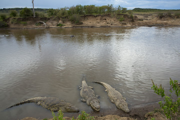 Krokodile am Fluss
