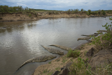 Krokodile am Fluss