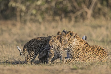 Leopardin spielt mit Jungen