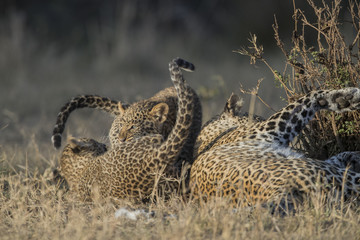 Leopardin spielt mit Jungen