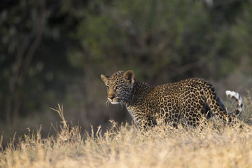 Junger Leopard