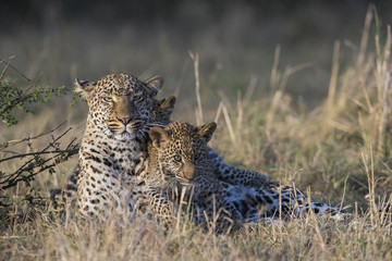 Leopardin spielt mit Jungen