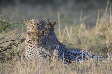 Leopardin spielt mit Jungen