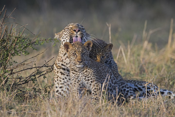 Leopardin spielt mit Jungen