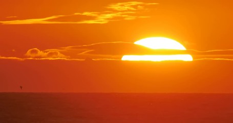 Brilliant sunset birds flying over ocean macro close up 4k - Powered by Adobe