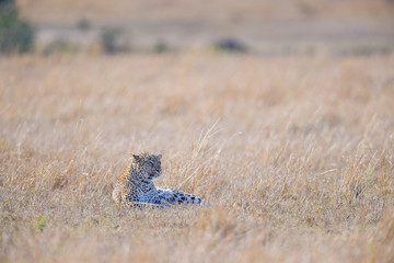 Leopard auf Beutesuche