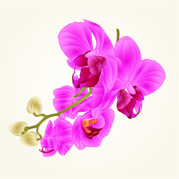 Stem with flowers and  buds beautiful  Orchid purple Phalaenopsis  closeup  vintage  vector editable illustration hand draw