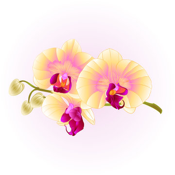 Beautiful Phalaenopsis Orchid Yellow stem with flowers and  buds  isolated   vintage  vector closeup editable illustration hand draw