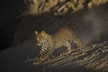 Junger Leopard am Laufen