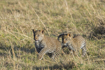 Junge Leoparden