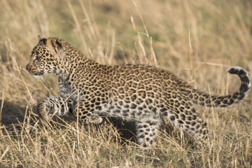 Fototapeta na wymiar Junger Leopard am Laufen