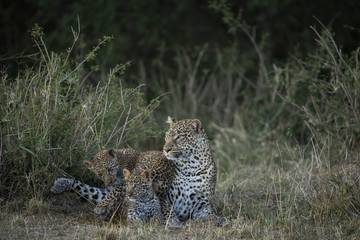 Leopardin spielt mit Jungen