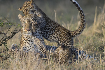 Fototapeta na wymiar Leopardin spielt mit Jungen