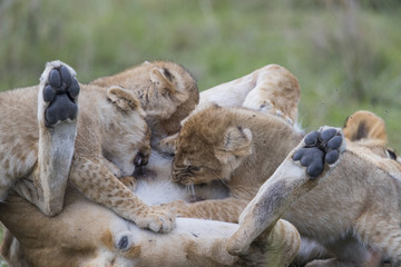 Loewin saeugt die Jungen