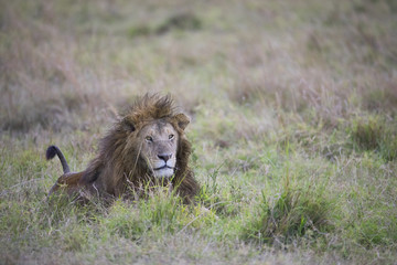 Maennlicher Loewe liegt im Gras