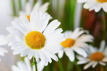 chamomile in green grass