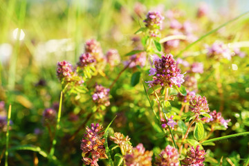 Purple flowers Thymus vulgaris Common Thyme, Garden Thyme and green summer grass. Thymus serpyllum herb alternative medicine. Selective focus horizontal background, close up, copy space.