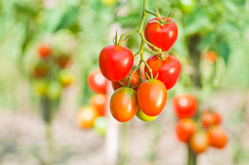 Red bunches of tomatoes closeup on a background of the garden