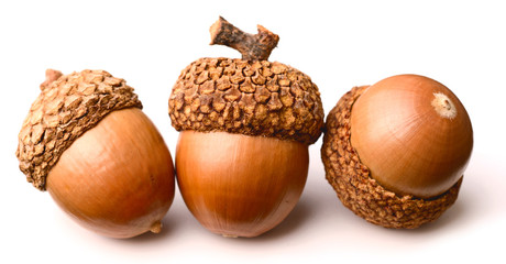 dried acorns isolated on the white background