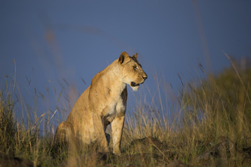 Loewe h�lt Ausschau nach Beute