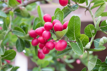 Carissa carandas ( Karanda , Bengal Currants ) on tree. in the kitchen garden , in Thailand