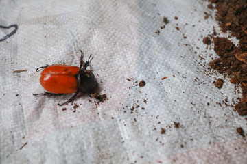 Pupa Siamese rhinoceros beetle or Fighting beetle, The pupa is molting to mature   