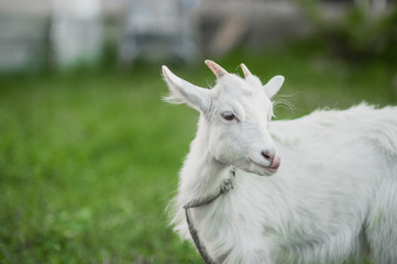 Naklejka na ściany i meble cute little white goat on the summer meadow