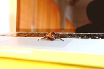 Close up Cute Beetle on the laptop