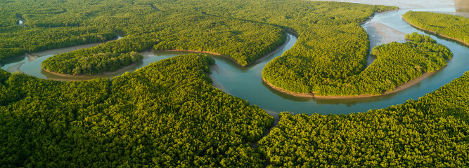 Aerial panoramic mangrove forest view