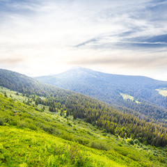 Naklejka premium green mountain slope at the sunset, Carpathians Ukraine