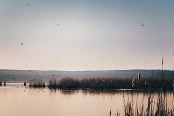 Naklejka premium A lot of seagulls flying above the water in the morning lights