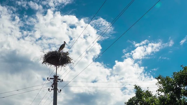 Storks Sitting in a Nest on a Pillar High Voltage Power Lines in Vilage. Time Lapse. Stork and his chick are high above the earth in the nest. Three Storks live in nest on pillar.