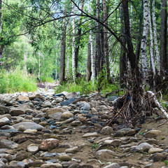 Obraz na płótnie Canvas A dry and rocky riverbed in the forest
