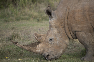 Obraz premium Nashorn bei der Nahrungsaufnahme