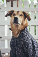 Portrait yellow dog in a sweater