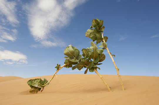 plant on dune