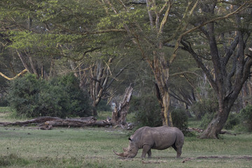 Nashorn bei der Nahrungsaufnahme