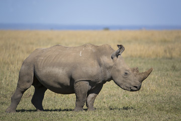 Obraz premium Nashorn durchstreift die Savanne
