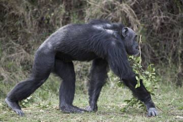 Schimpanse geht durch den Busch