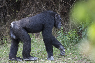 Schimpanse bei der Nahrungsaufnahme