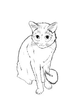 Vector sketch. White cute cat on a white background.